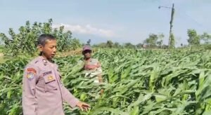 Menyemai Harapan di Ladang Blimbing: Langkah Polsek Tarokan Kawal Swasembada Pangan